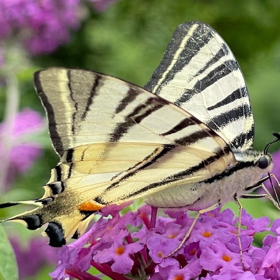 Scarce Swallowtail: Animal in habitat Park in the NatureSpots App