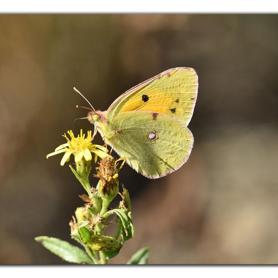 Colias croceus: Animal in habitat Rock areas in the NatureSpots App