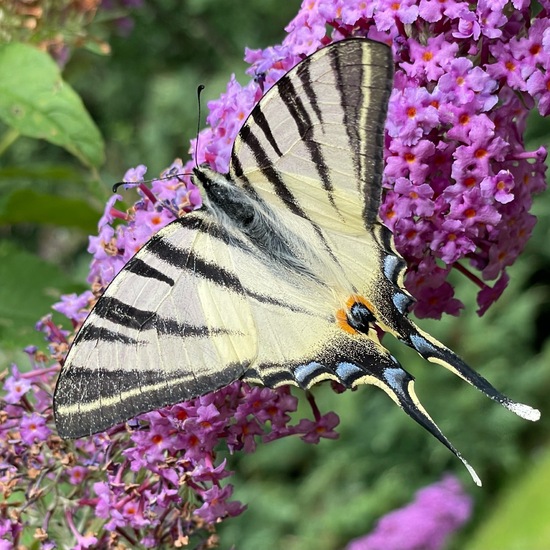 Scarce Swallowtail: Animal in habitat Park in the NatureSpots App