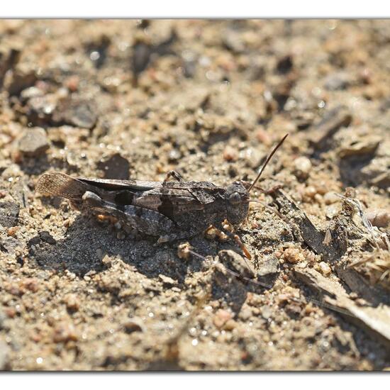 Oedipoda caerulescens: Animal in habitat Rock areas in the NatureSpots App