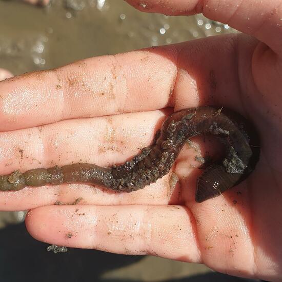 Lugworm: Animal in habitat Mudflat in the NatureSpots App