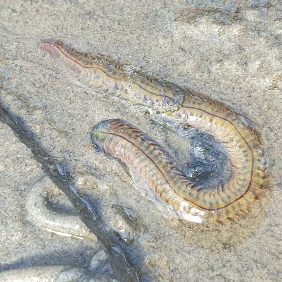 Polychaeta: Animal in habitat Mudflat in the NatureSpots App