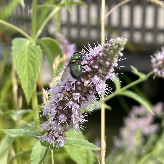 Mentha spicata: Plant in habitat Park in the NatureSpots App