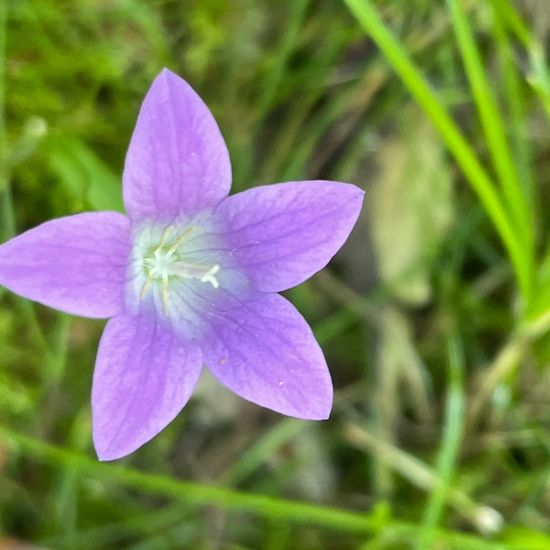 Wiesen-Glockenblume: Pflanze im Habitat Wald in der NatureSpots App