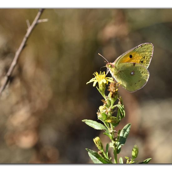 Colias croceus: Animal in habitat Rock areas in the NatureSpots App