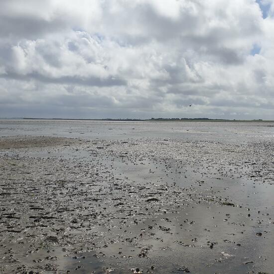 Landscape: Marine and Coast in habitat Mudflat in the NatureSpots App