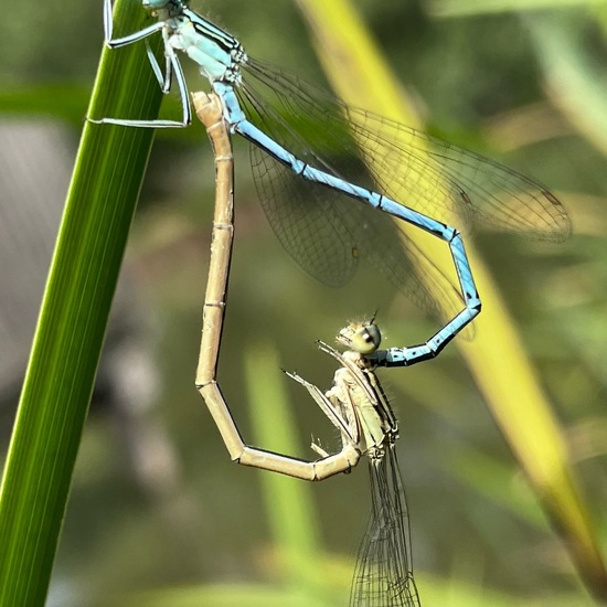 White-legged Damselfly: Animal in habitat Park in the NatureSpots App