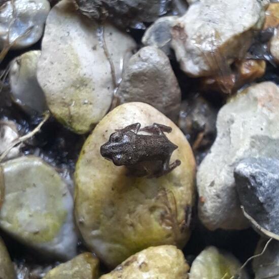 Common toad: Animal in habitat Pond in the NatureSpots App