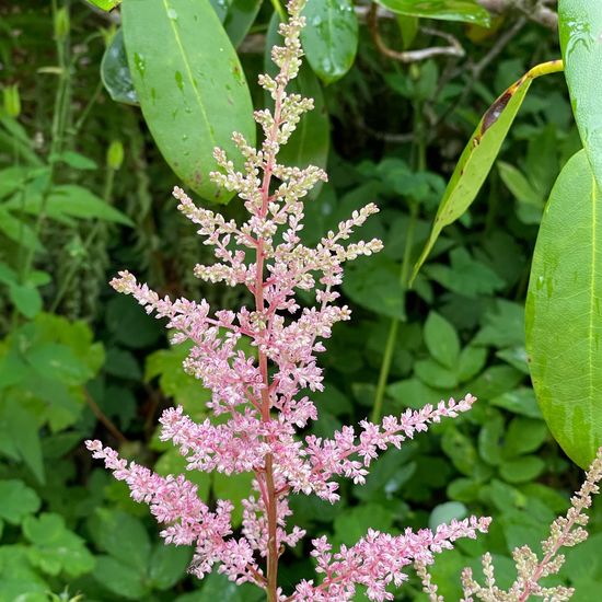 Astilbe × rosea: Plant in habitat Garden in the NatureSpots App