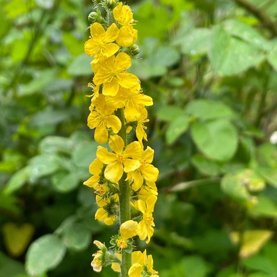 Agrimonia eupatoria: Plant in habitat Garden in the NatureSpots App