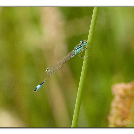 Blue-tailed damselfly: Animal in habitat Pond in the NatureSpots App