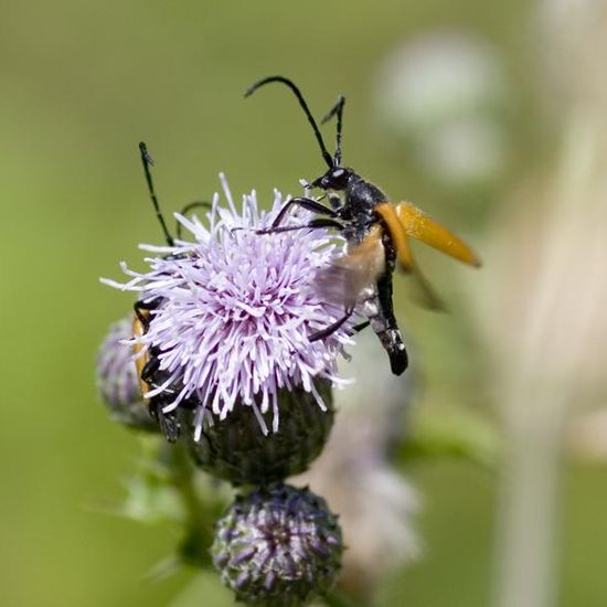 Paracorymbia fulva: Animal in habitat Buffer strip in the NatureSpots App