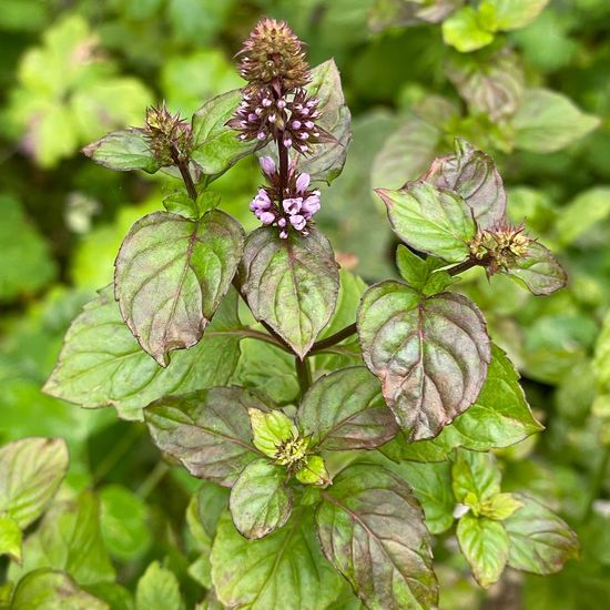 Water mint: Plant in habitat Garden in the NatureSpots App