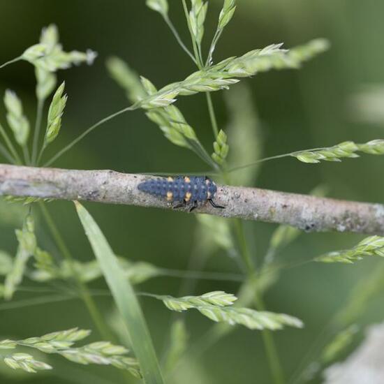 Coccinella septempunctata: Animal in habitat Buffer strip in the NatureSpots App