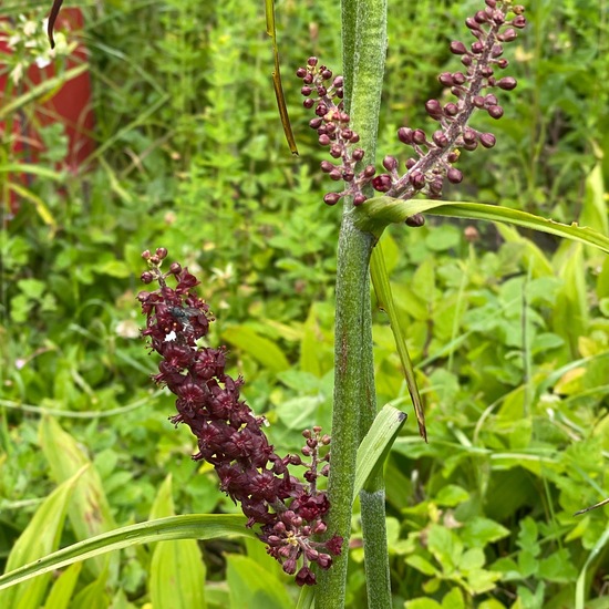 Veratrum nigrum: Plant in habitat City and Urban in the NatureSpots App