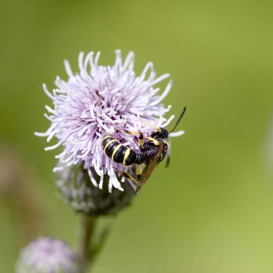 Eine unbekannte Art: Tier im Habitat Ackerrandstreifen in der NatureSpots App