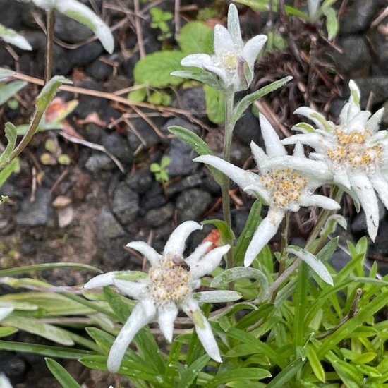 Edelweiss: Plant in habitat Garden in the NatureSpots App