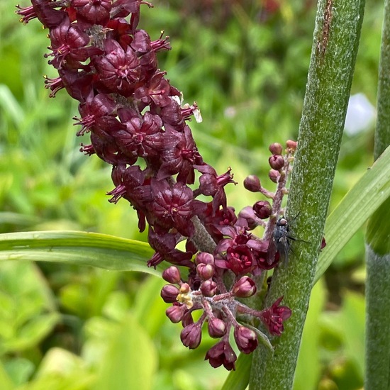 Veratrum nigrum: Plant in habitat City and Urban in the NatureSpots App