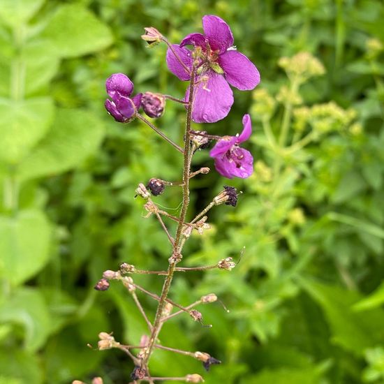 Purple mullein: Plant in habitat Garden in the NatureSpots App