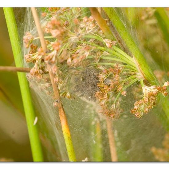 Pisaura mirabilis: Animal in habitat Natural Meadow in the NatureSpots App