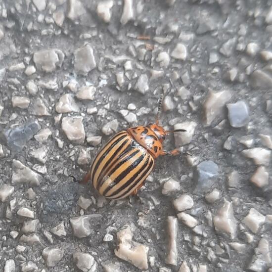 Colorado potato beetle: Animal in nature in the NatureSpots App