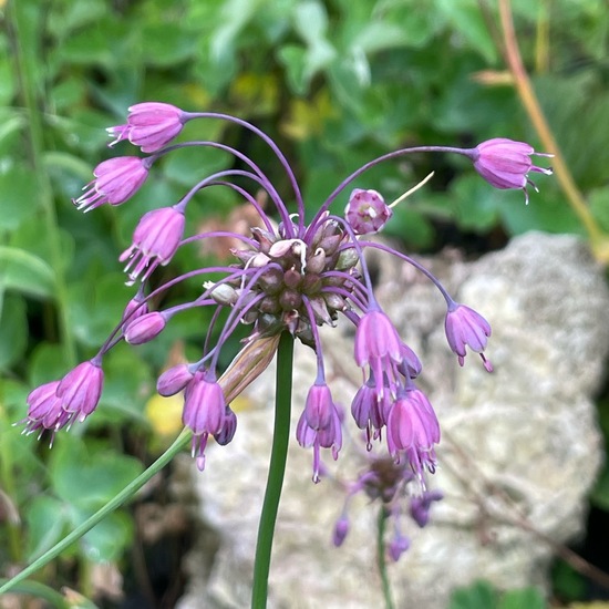 Allium: Plant in habitat Garden in the NatureSpots App