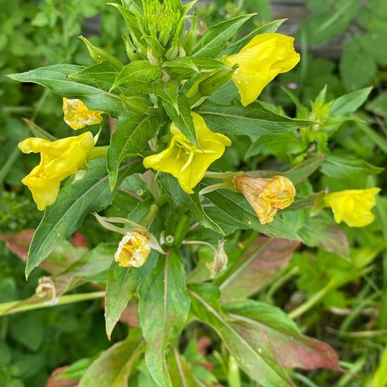 Oenothera: Plant in habitat Garden in the NatureSpots App