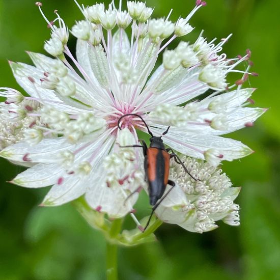 Stenurella melanura: Animal in habitat Garden in the NatureSpots App