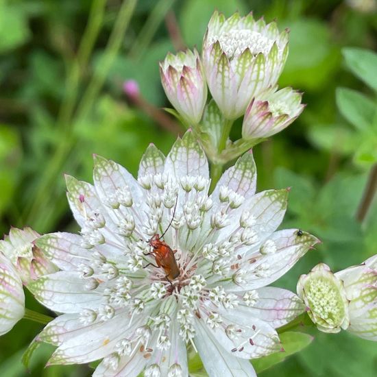 Astrantia major: Plant in habitat Garden in the NatureSpots App