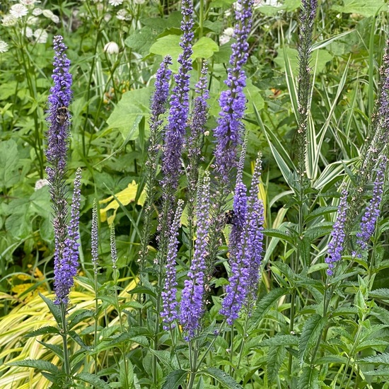 Veronica longifolia: Plant in habitat Garden in the NatureSpots App