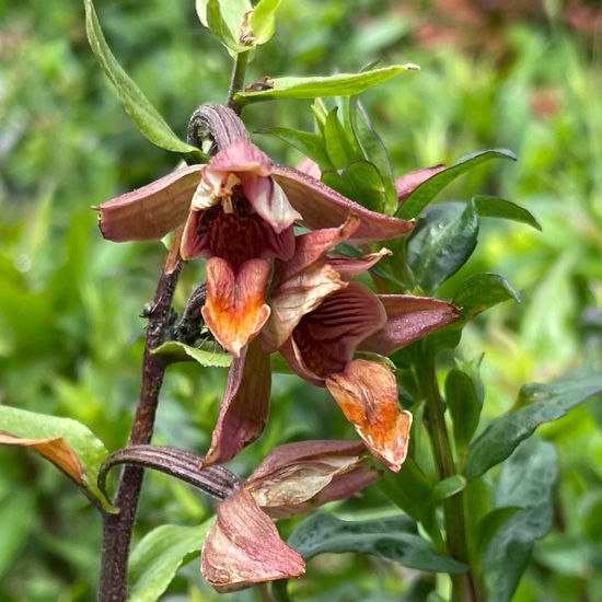 Giant Helleborine: Plant in habitat Garden in the NatureSpots App