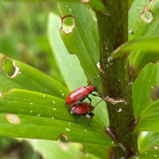 Scarlet lily beetle: Animal in habitat Garden in the NatureSpots App