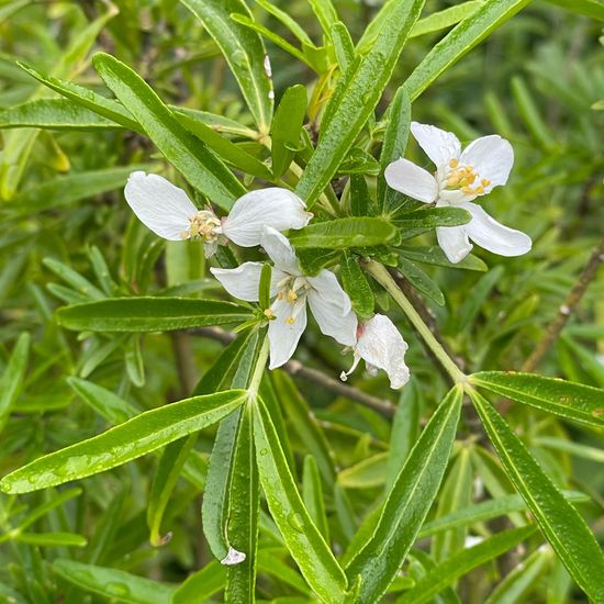 Choisya ternata: Plant in habitat Garden in the NatureSpots App