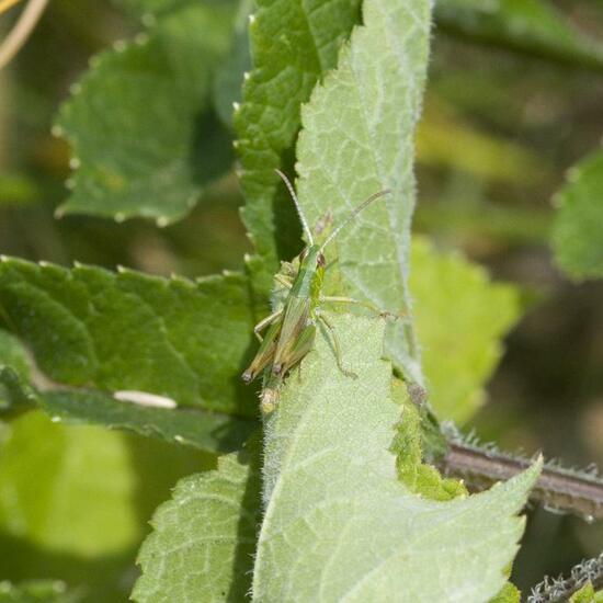 Pseudochorthippus parallelus: Animal in habitat Buffer strip in the NatureSpots App