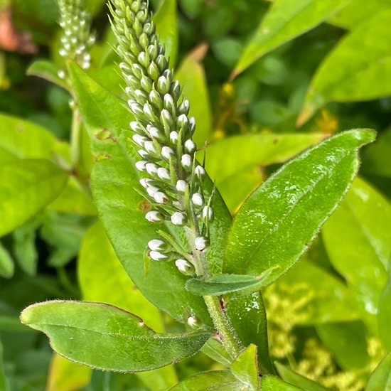 Lysimachia clethroides: Plant in habitat Garden in the NatureSpots App