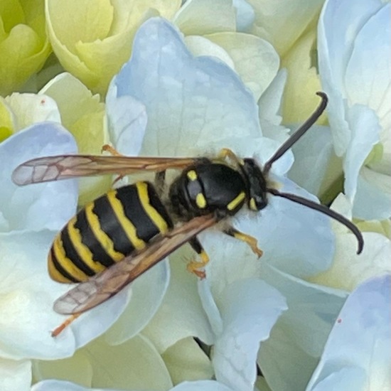 Vespula vulgaris: Animal in habitat Garden in the NatureSpots App