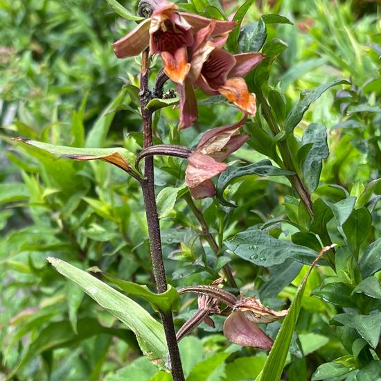 Giant Helleborine: Plant in habitat Garden in the NatureSpots App