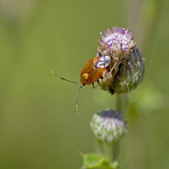 Deraeocoris ruber: Animal in habitat Buffer strip in the NatureSpots App