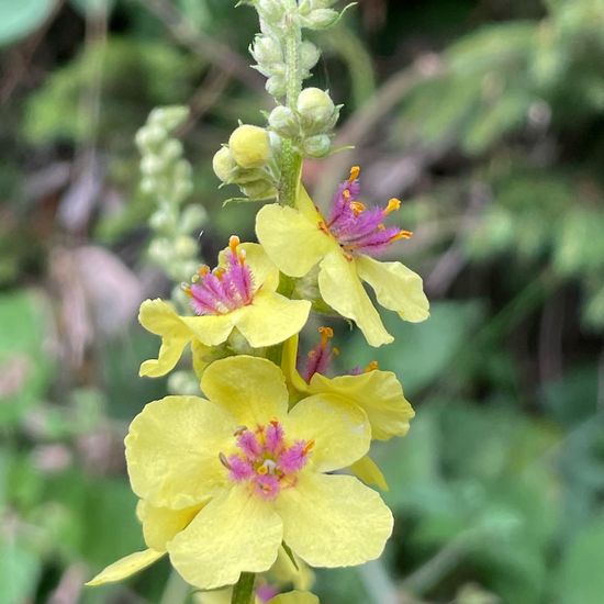 Dark Mullein: Plant in habitat Forest in the NatureSpots App