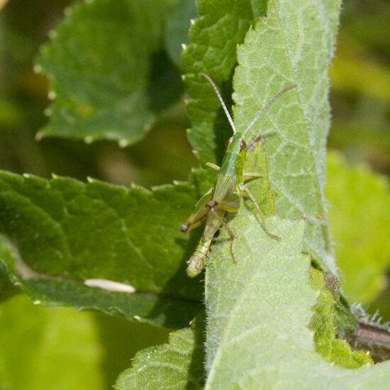 Pseudochorthippus parallelus: Animal in habitat Buffer strip in the NatureSpots App