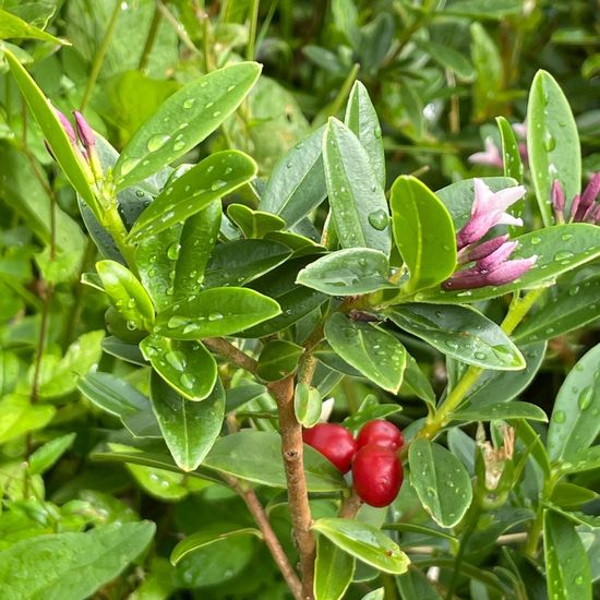 Daphne cneorum cneorum: Plant in habitat Garden in the NatureSpots App