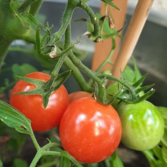 Tomato: Plant in habitat Garden in the NatureSpots App