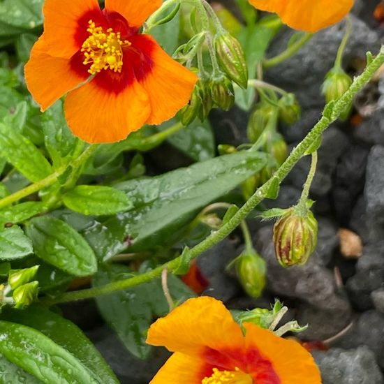 Helianthemum nummularium: Plant in habitat Garden in the NatureSpots App