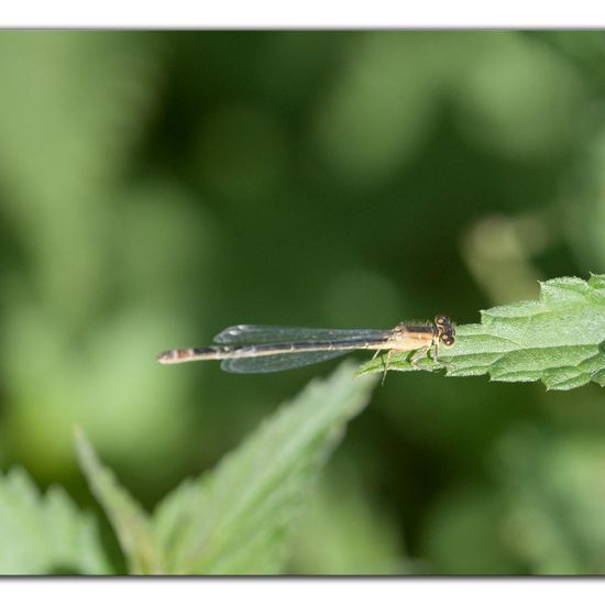 Blue-tailed damselfly: Animal in habitat Pond in the NatureSpots App