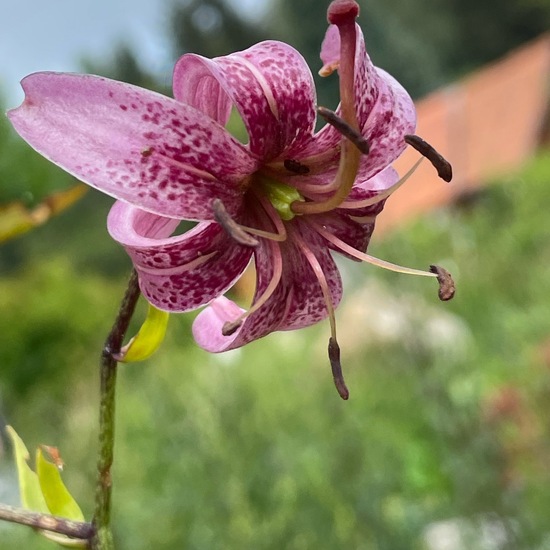 Lilium martagon: Plant in habitat Garden in the NatureSpots App