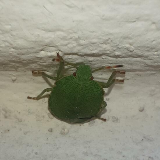 Green shield bug: Animal in nature in the NatureSpots App