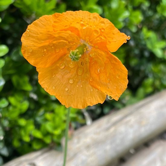 Papaver atlanticum: Plant in habitat Garden in the NatureSpots App