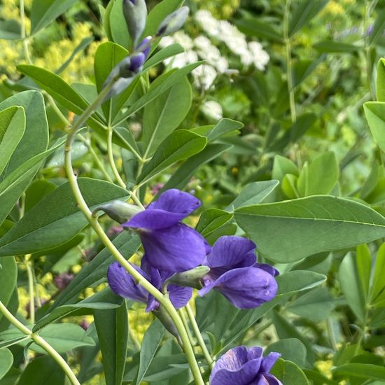 Baptisia australis: Plant in habitat Garden in the NatureSpots App