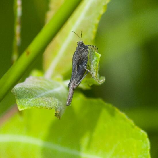 Tetrix ceperoi: Animal in habitat Buffer strip in the NatureSpots App