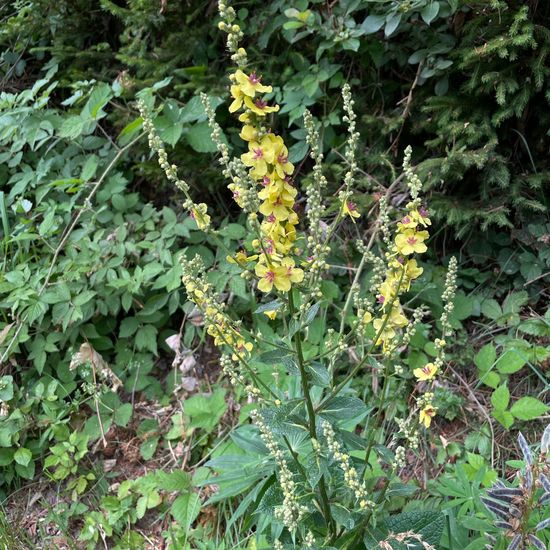 Dark Mullein: Plant in habitat Forest in the NatureSpots App